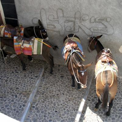 The donkeys rest a little in the shade